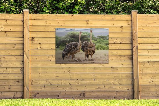 Affiche de jardin d'autruches femelles 120x80 cm - Toile de jardin / Peintures extérieur / Peintures d'extérieur (décoration de jardin)