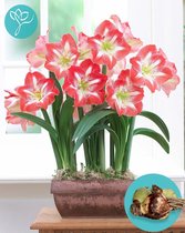 Amaryllis Minerva - 3 bollen pakket - bolmaat 24/26 - Season of Amaryllis - Cadeautip - Kerst - Bloembol voor binnen