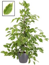 Mama's Planten - Ficus Benjamina ‘Golden King’ In ELHO Brussels Round (antraciet) - Vers Van De Kweker - ↨ 105cm - ⌀ 22cm