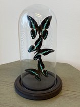 3 graphium policenes stolp | Vlinders in stop | Thuis Decoratie| Woonkamer | Accesoires