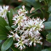 100 x Pachysandra Terminalis - Schaduwkruid in 9x9cm pot met hoogte 5-10cm