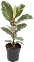 Kamerplant van Botanicly – Rubberboom – Hoogte: 60 cm – Ficus Elastica Tineke