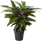 Kamerplant van Botanicly – Calathea rufibarba Wavestar – Hoogte: 75 cm