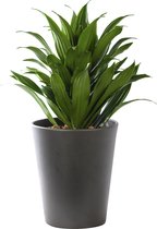 Plant in hydrocultuur systeem van Botanicly: Drakenboom met weinig onderhoud – Hoogte: 35 cm – Dracaena derem. Janet Craig