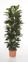 Kamerplant van Botanicly – Afrikaanse vijgenboom – Hoogte: 130 cm – Ficus Cyathistipula