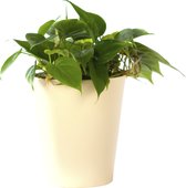 Plant in hydrocultuur systeem van Botanicly: Philodendron scandens met weinig onderhoud – Hoogte: 5 cm