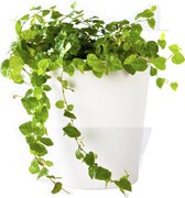 Plant in hydrocultuur systeem van Botanicly: Klimvijg met weinig onderhoud – Hoogte: 5 cm – Ficus Pumila