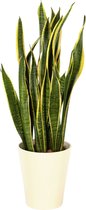 Plant in hydrocultuur systeem van Botanicly: Vrouwentongen met weinig onderhoud – Hoogte: 75 cm – Sansevieria trif. Laurentii