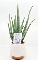 Aloe Vera inclusief pot Funel -kamerplant - Realplants (incl. verzending)  43 cms hoog! Prachtige aanvulling op uw interieur. Tijdelijk 2 stuks voor € 30,= incl verzending!