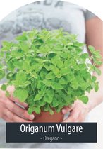 Kruidenzaden - Oregano - Origanum Vulgare - Inclusief Handleiding
