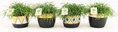 Cactussen van Botanicly – 4 × Rotskoraal in gevormde keramiek pot als set – Hoogte: 20 cm – Rhipsalis Oasis