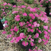 Spiraea japonica 'Anthony Waterer' - Spierstruik - Pot Ø 14 cm (1,5 liter)