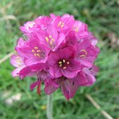 6x Armeria maritima ‘Splendens Perfecta' - Engels gras - Pot 9x9 cm