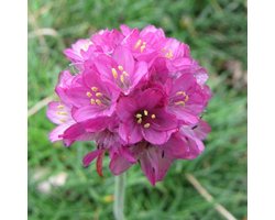 6x Armeria maritima ‘Splendens Perfecta' - Engels gras - Pot 9x9 cm