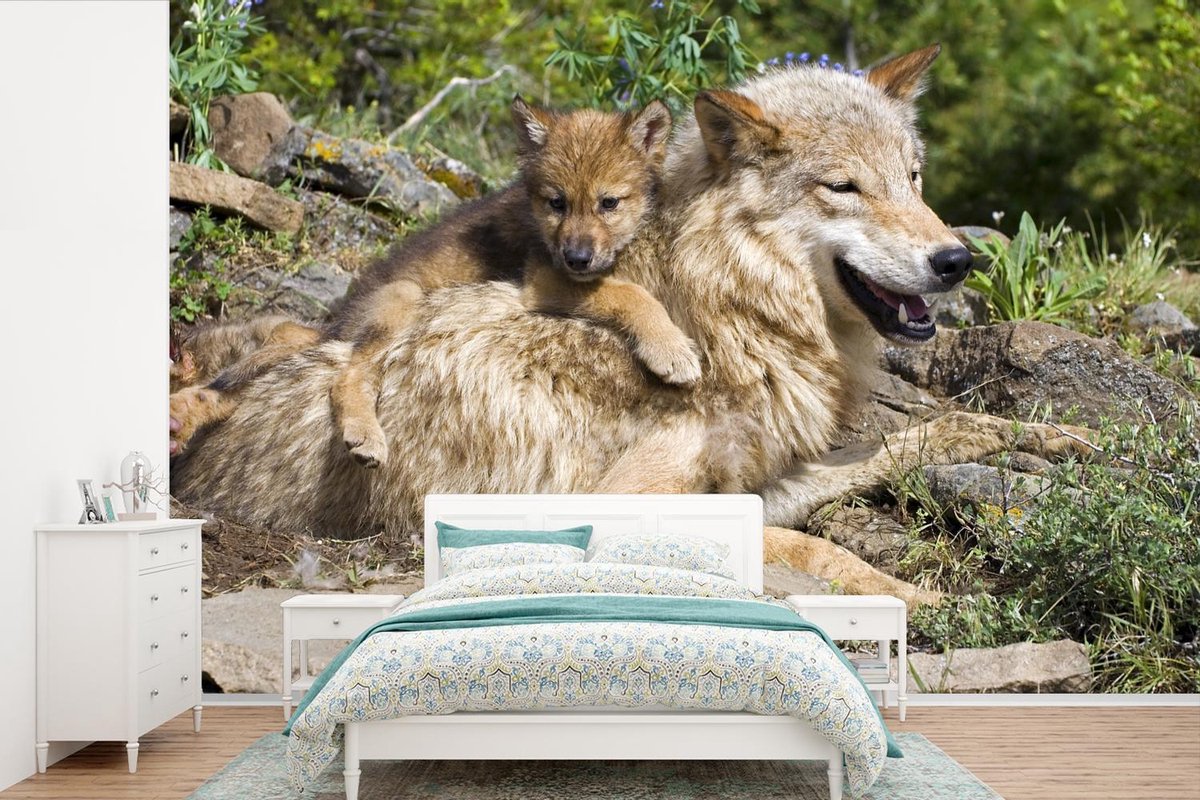 Behang - Fotobehang Wolf - Welp - Dier - Breedte 450 cm x hoogte 300 cm
