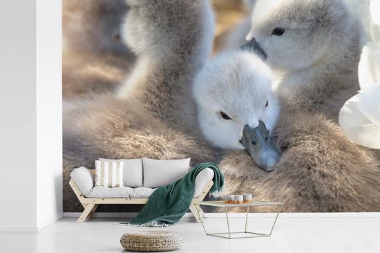 Papier peint Papier peint photo en vinyle - Câlins bébés cygnes largeur 450 cm x hauteur 300 cm - Tirage photo sur papier peint (disponible en 7 tailles)