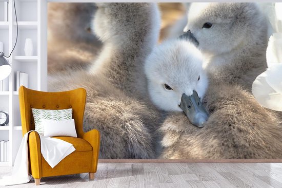 Papier peint Papier peint photo vinyle - Câlins bébés cygnes largeur 360 cm x hauteur 240 cm - Tirage photo sur papier peint (disponible en 7 tailles)