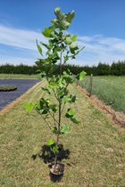 Jonge Amerikaanse Tulpenboom | Liriodendron tulipifera | 80-100cm hoogte