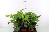 1X Fatsia japonica 30-40 C2/P17  - Vingerplant