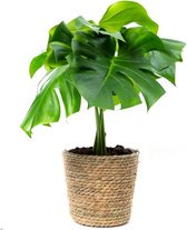 Bloomgift | Kamerplant | Monstera Deliciosa (Gatenplant) | ↕ 65cm | Ø 19cm