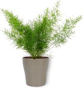 Kamerplant Asparagus Sprengeri – Sierasperge - ± 25cm hoog – 12 cm diameter - in zilveren metallic look pot