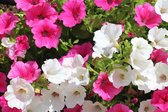Bloemzaden - Petunia Zaad - Inclusief Handleiding