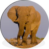 WallCircle - Peinture - Herbe Animale Éléphant - Multicolore - 30 X 30 Cm