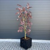 Seta Fiori - Cherry blossom - Rituals blossom - 150cm - wit -