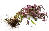 Senecio Herreianus  5x rooted cuttings  Purple Flush