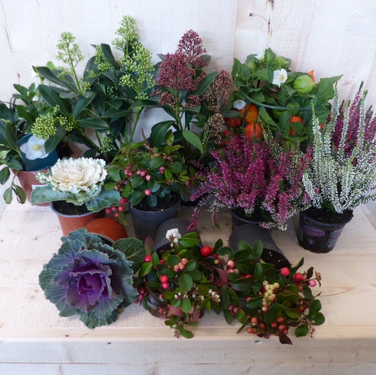 Warentuin natuurlijk - Planten Herfstpakket