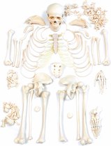 Het menselijk lichaam - anatomie model menselijk skelet, ongemonteerd