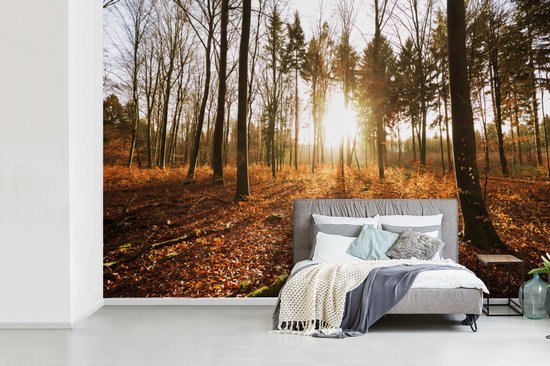 Papier peint photo en vinyle - Le soleil d'automne brille à travers les arbres au coucher du soleil largeur 360 cm x hauteur 240 cm - Tirage photo sur papier peint (disponible en 7 tailles)