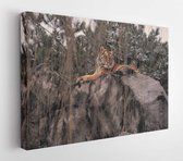 Canvas schilderij - Wild animals in the wild  -     469212005 - 40*30 Horizontal