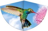 vlieger Kolibri junior 48 x 75 cm polyester/fiberglas