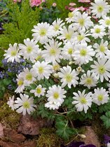 200x Anemoon 'White splendour blanda'  bloembollen met bloeigarantie