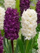 100x Hyacint 'Paars-wit gemengd'  bloembollen met bloeigarantie