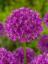 80x Allium 'Purple sensation'  bloembollen met bloeigarantie