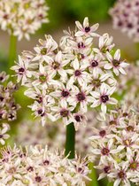 10x Allium 'Silver spring'  bloembollen met bloeigarantie