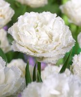 30x Tulpen 'Snow crystal' - BULBi® Bloembollen met bloeigarantie