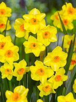 250x Narcissen 'Martinette'  bloembollen met bloeigarantie