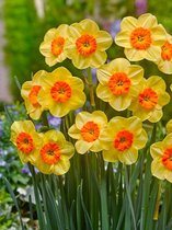 150x Narcissen 'Kedron' - BULBi® Bloembollen met bloeigarantie