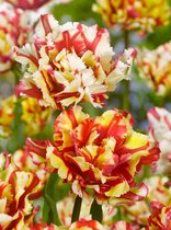 40x Tulpen 'Double flaming parrot'  bloembollen met bloeigarantie