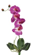 Fabulous Flowers - 3,0 sts mini orchideeplant zonder pot - fuchsia 44 cm - Phalaenopsis