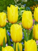 100x Tulpen 'Strong gold'  bloembollen met bloeigarantie