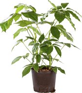 Plant in hydrocultuur systeem van Botanicly: Vingersboom met weinig onderhoud – Hoogte: 85 cm – Schefflera Amate