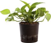 Plant in hydrocultuur systeem van Botanicly: Epipremnum Aureum met weinig onderhoud – Hoogte: 5 cm