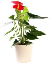 Plant in hydrocultuur systeem van Botanicly: Flamingoplant met weinig onderhoud – in crème kleurig hydrocultuur sierpot – Hoogte: 55 cm – Anthurium andr. Turenza