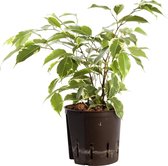 Plant in hydrocultuur systeem van Botanicly: Treurvijg met weinig onderhoud – Hoogte: 35 cm – Ficus benjamina Golden Princess