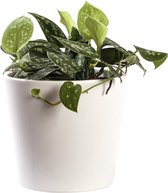 Plant in hydrocultuur systeem van Botanicly: Scindapsus met weinig onderhoud – in wit kleurig hydrocultuur sierpot – Hoogte: 5 cm – Scindapsus pictus