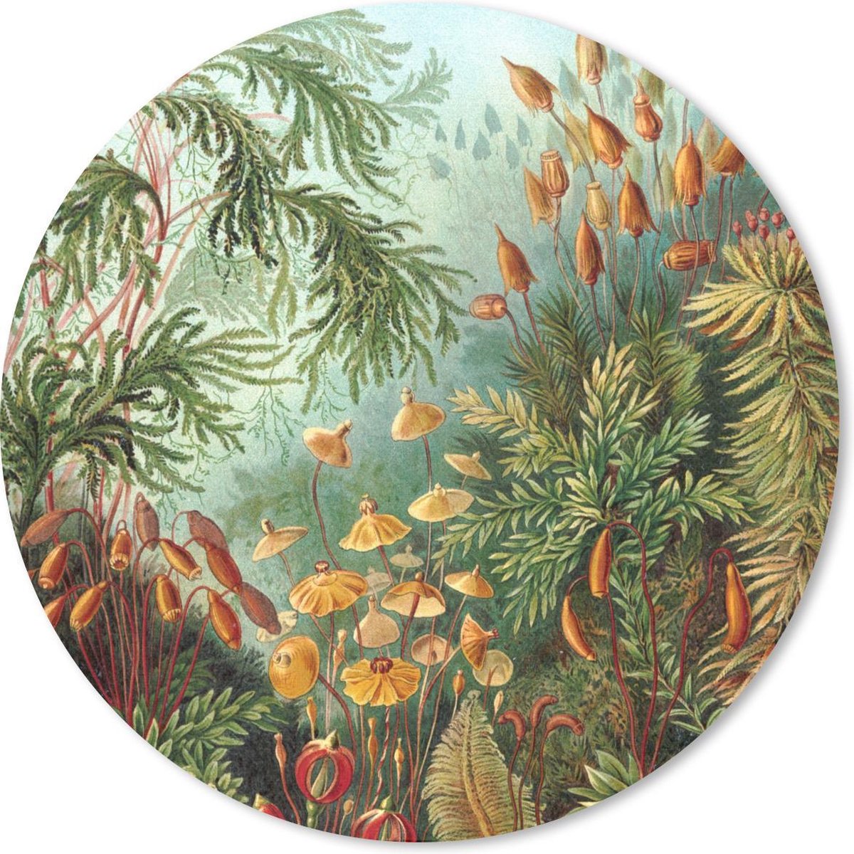 Muismat rond 30x30 cm - Mousepad Muscinae - Ernst Haeckel - Planten - Ronde muismatten